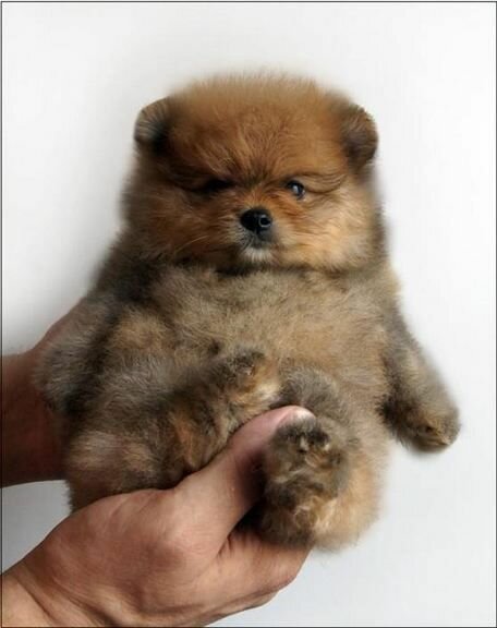 Pomeranian Puppies: Everything You Need to Know